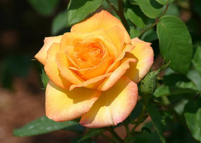 Teahibrid rózsa / Gold Medál